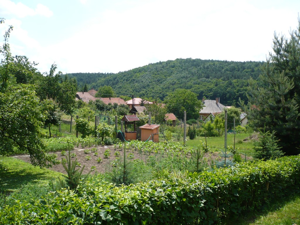 Darnóra látás