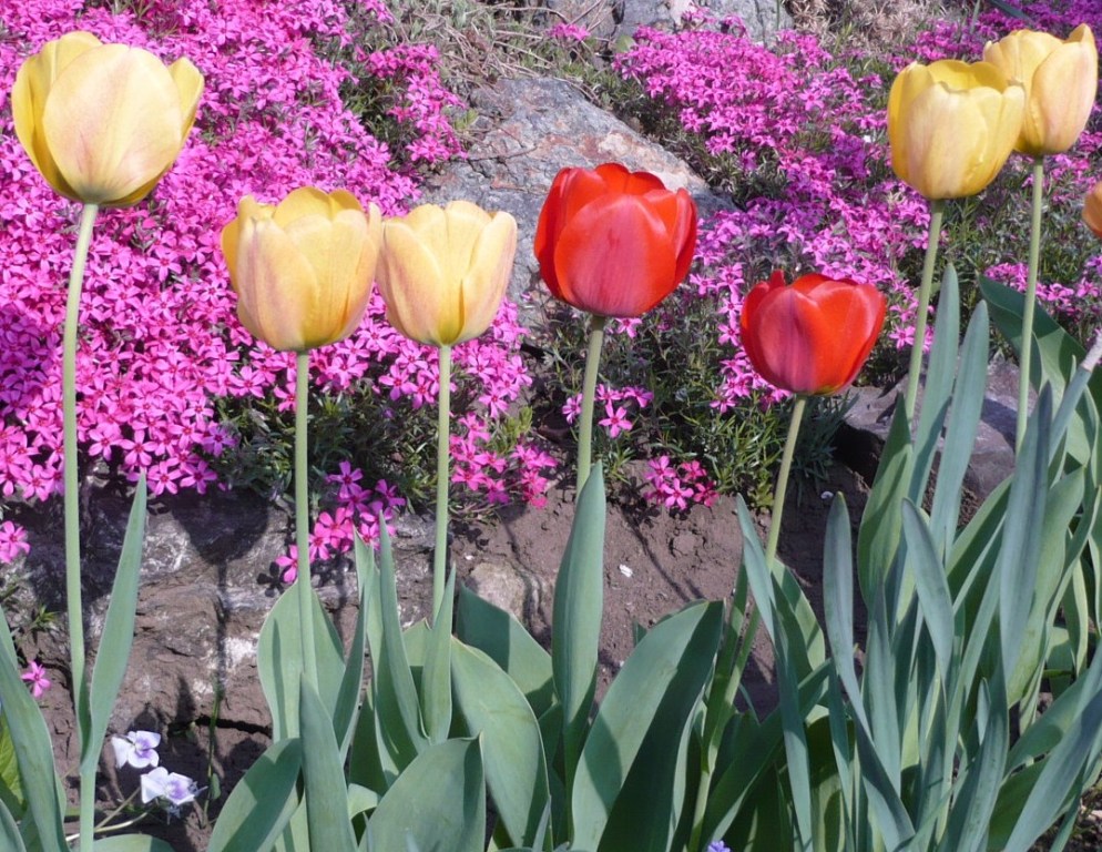 Tulipán PL